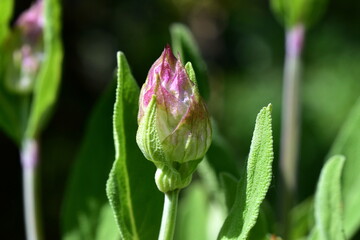 Rosa Knospe eines echten Salbeis
