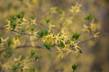 Forsythia in full bloom. Easter tree flowers. Yellow blooming Forsythia flowers in spring close up. Forsythia, intermedia or golden bowl. Branches with yellow flowers and green leaves