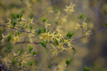 Forsythia in full bloom. Easter tree flowers. Branches with yellow flowers and green leaves. Yellow blooming Forsythia flowers in spring close up. Forsythia, intermedia or golden bowl. 