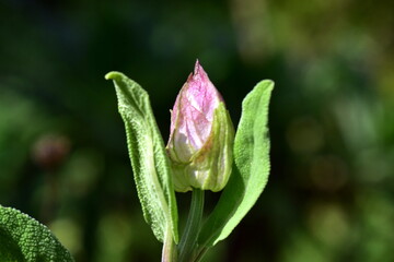 Rosa Knospe eines echten Salbeis