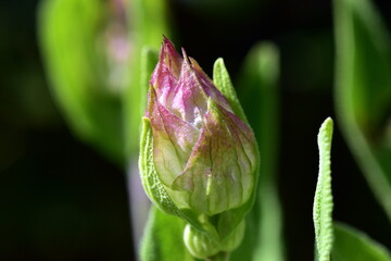 Rosa Knospe eines echten Salbeis