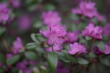 Close up on the purple pink flowers of azalea japonica Konigstein, japanese azalea. Pistil and stamens are visible, green leaves in the background. Blooming pink Azalea japonica Rhododendron flowers