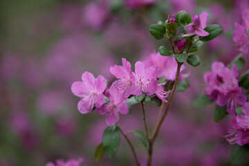 Azalea japonica. Close up on the purple pink flowers of rhododendron, japanese azalea. Pistil and stamens are visible, green leaves in the background. Blooming pink Azalea flowers