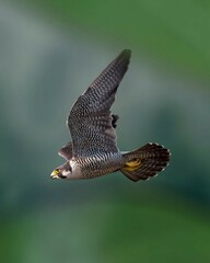 an eagle flying in the wild around the green open forest