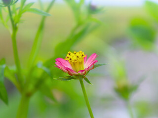 Cosmos flower, delicate pink blossom with yellow center in soft focus garden background, symbolizing simplicity, nature, and summer beauty.

