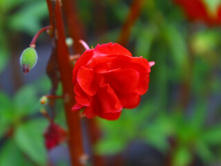 Impatiens balsamina flower, known as garden balsam, featuring vivid red petals and natural soft-focus background, ideal for floral and botanical visuals.

