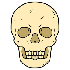 skull illustration hand drawn isolated vector
