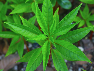 Vernonia amygdalina leaf, known as African leaf or bitter leaf, closeup of fresh green foliage in natural light, used in herbal medicine and traditional healing across tropical regions.

