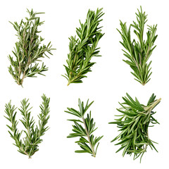 Fototapeta premium Fresh Rosemary Sprigs Herb Collection Culinary Ingredient