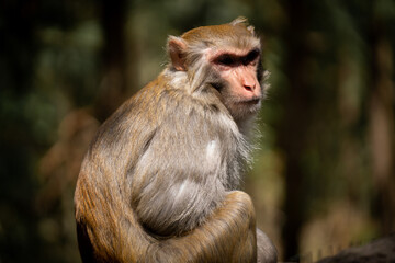 Rhesus Macaque Monkey Sitting on a branch in its natural habitat in China 