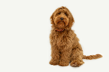 Australian Labradoodle posing, Australian Labradoodle, dog, pet, long-haired, puppy, fluffy, cute, animal photoshoot, photoshoot