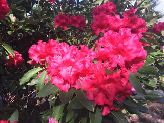 pink flowers in the garden
