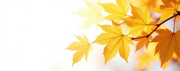 Crisp golden leaves, pristine white background,  photography,  design
