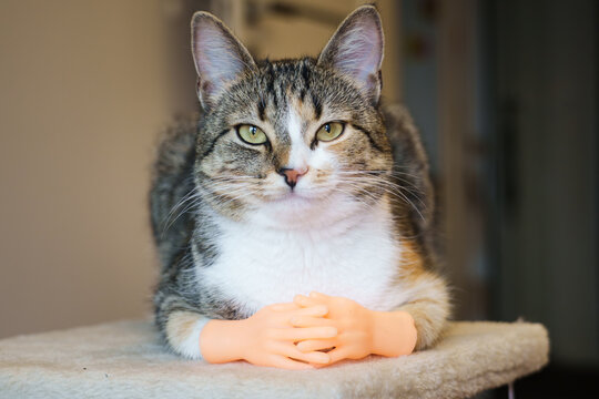 Cute cat with tiny hands lounging comfortably in a cozy indoor setting, showcasing its playful personality in the late afternoon sun