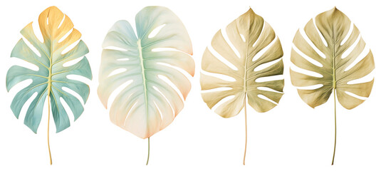 Obraz premium PNG Tropical watercolor monstera leaves, element set on transparent background