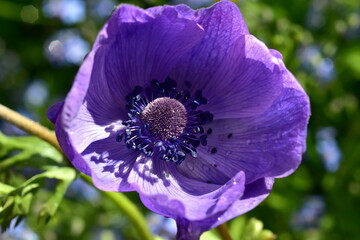 Nahaufnahme einer blauen Anemone