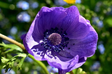 Nahaufnahme einer blauen Anemone