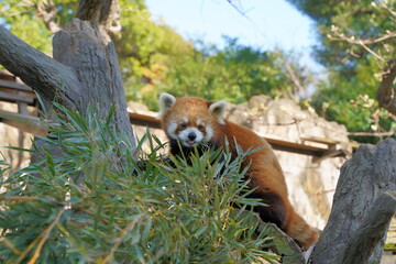 動物園のレッサーパンダ、レッドパンダ