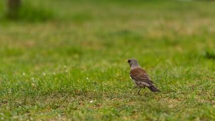 Kwiczoł na trawie obok żółtych kwiatów