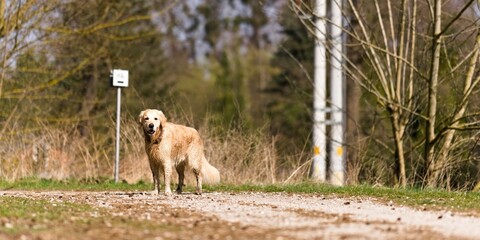 złoty retriever na ścieżce