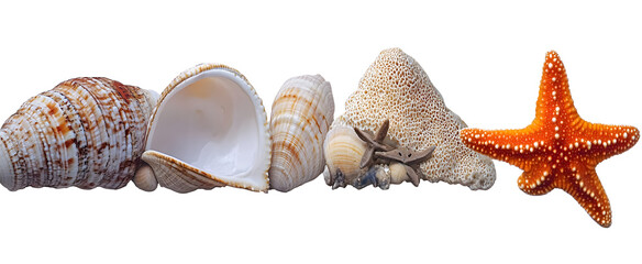 Coquillages et une étoile de mer sur un fond transparent pour arrière plan.