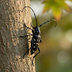 Close-up Macro of Asian Longhorn Beetle on Maple Tree, Black with White Spots, Soft Morning Light