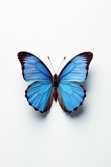 Obraz premium Minimalist composition of a single blue butterfly on white background, insect, vibrant, serene