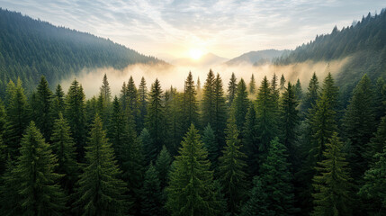Fototapeta premium Majestic pine forest bathed in golden hour light, with fog rolling through trees