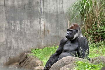 座ってリラックスするオスのゴリラ