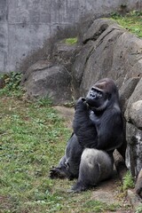 壁にもたれて座るカメラ目線のオスのゴリラ