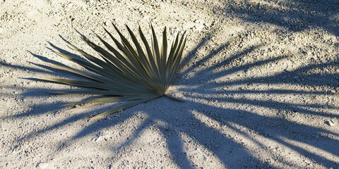 Lightly layered palm frond shadow with gentle sunlight effect