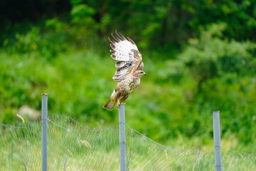 Buteo buteo