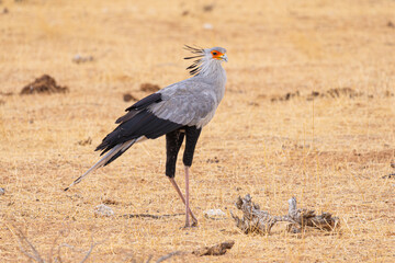Close-up of a Secretary bird (Sagittarius Serpentarius) on dry savanna
