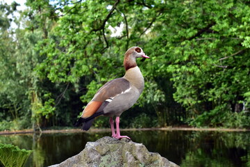 Nilgans thront auf einem Fels im Freiburger Stadtgarten