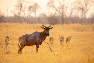 Common tsessebe (Damaliscus lunatus) on dry savanna in early morning light, Moremi Game Reserve Botswana