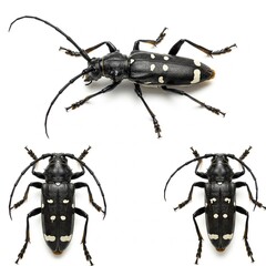 asian beetle macro, longhorn beetle closeup, anoplophora glabripennis macro, black beetle, white spots beetle, maple tree pest