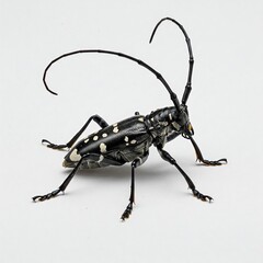 asian beetle macro, longhorn beetle closeup, anoplophora glabripennis macro, black beetle, white spots beetle, maple tree pest