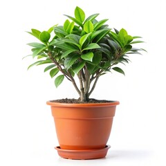 Fototapeta premium green plant in a pot