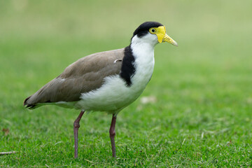 Fototapeta premium Masked Lapwing (Vanellus miles) standing in the grass