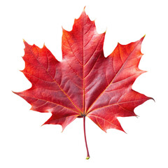 red maple leaf