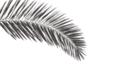 Plam leaves tree shadow transparent background