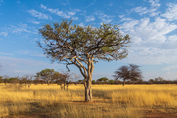 Arid savanna landscape with Camelthorn trees (Vachellia erioloba) in northern Namibia