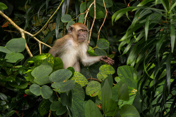 Long-tailed Macaque - Macaca fascicularis, common monkey from Southeast Asia forests, woodlands and gardens, Singapore. © David