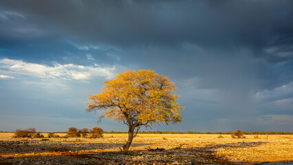 Landscape with Camelthorn tree (Vachellia erioloba) and dramatic clouds at sunrise, Etosha National Park Namibia