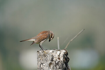 The Red-backed Shrike 