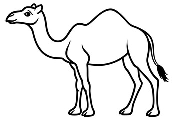 Fototapeta premium Camel vector illustration line art and white background