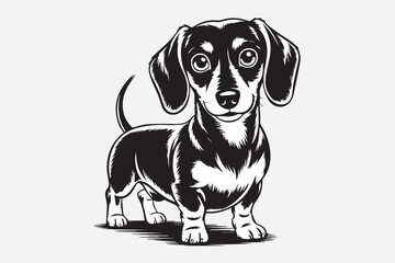 dachshund dog illustration vector