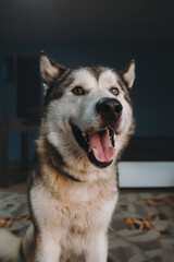 malamute dog