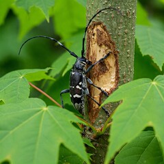 Asian Longhorn Beetle Eating Maple Tree in Natural Habitat