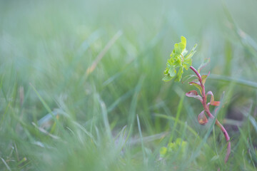 Fresh Spring Growth in Soft Morning Light.